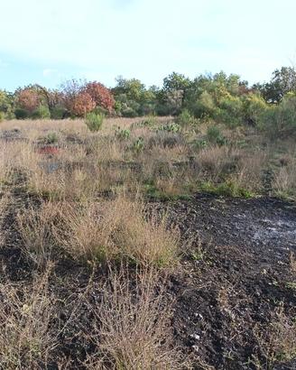 Terreno - Zafferana Etnea
