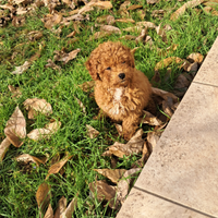 Charlie