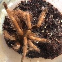 Pamphobeteus mascara