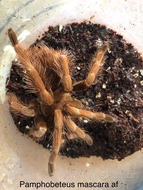 Pamphobeteus mascara