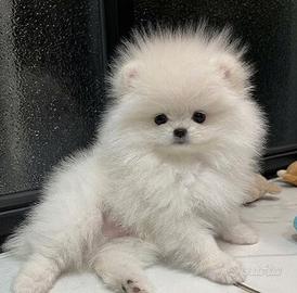 VOLPINO SPITZ di POMERANIA CUCCIOLI - pag rate