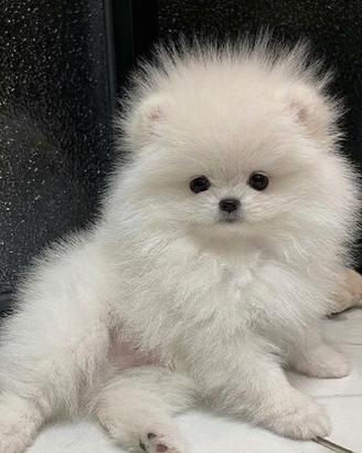VOLPINO SPITZ di POMERANIA CUCCIOLI - pag rate