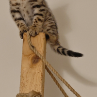 Cuccioli del gatto bengala