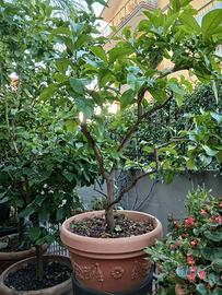 limone