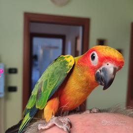 Conuro del sole