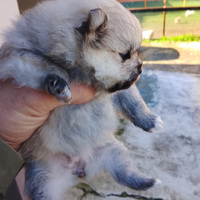 Mini volpino di pomerania