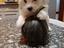 Immagine 5