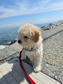 Barboncino Toy Maschio