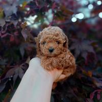 Cuccioli barboncino toy mini red