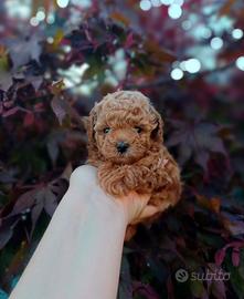 Cuccioli barboncino toy mini red