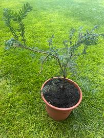 Pianta di taxus (tasso)