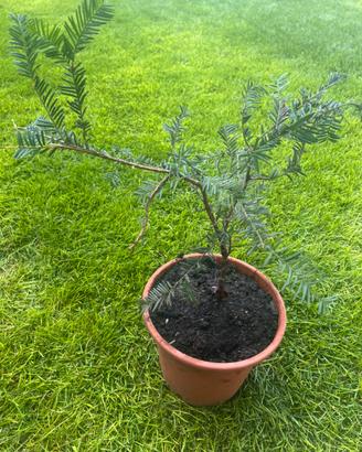 Pianta di taxus (tasso)
