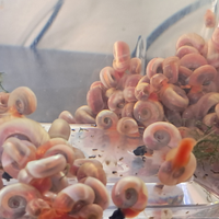 Planorbarius Pink Selezionate