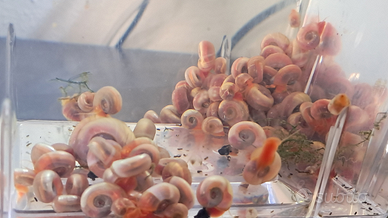 Planorbarius Pink Selezionate