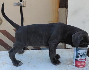 mastino napoletano 