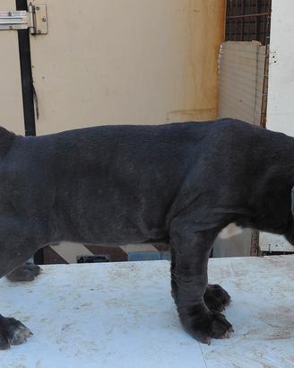 mastino napoletano 