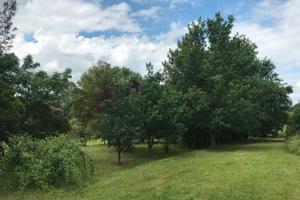 Terreno agricolo con annesso