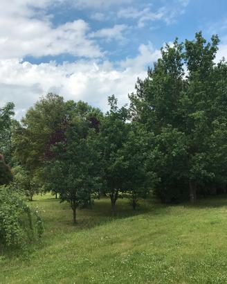 Terreno agricolo con annesso da posizionare