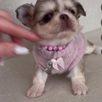 Chihuahua toy