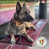 DUMBO meraviglioso Malinois