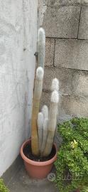 Cactus coda di scimmia 