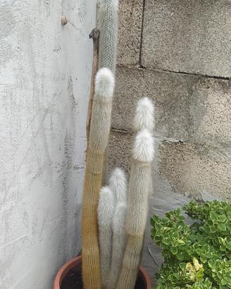 Cactus coda di scimmia 