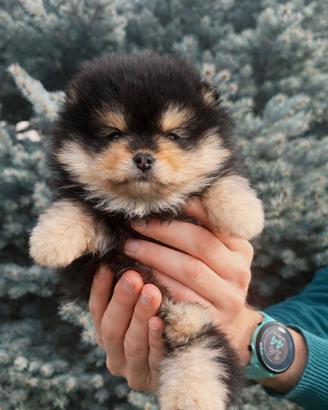 Spitz tedesco nano-taglia toy