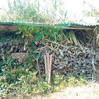 Legna di ulivo da ardere 