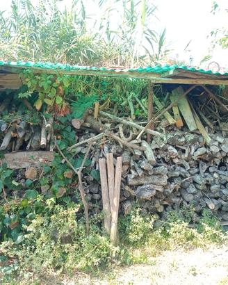 Legna di ulivo da ardere 