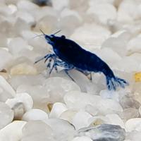 Caridine blu dream/diamond