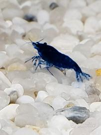 Caridine blu dream/diamond