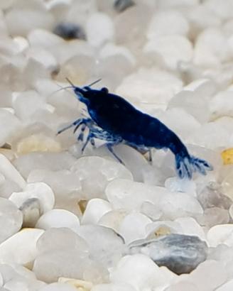 Caridine blu dream/diamond