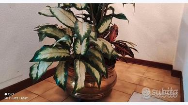 Composizione tre piante e vaso ottone