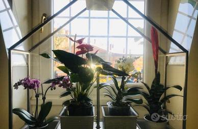 serra domestica Smeg