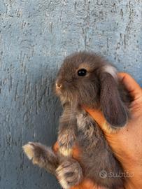 Coniglio Mini Lop