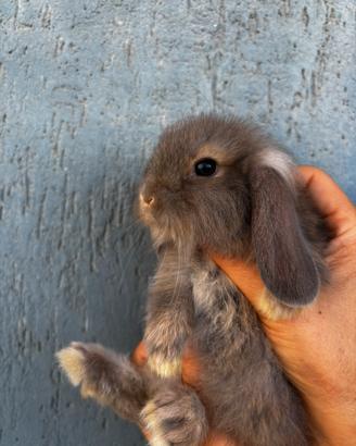 Coniglio Mini Lop