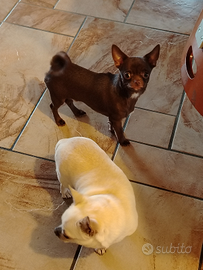 Chihuahua cioccolato