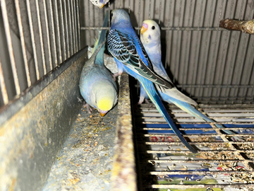 Pappagalli cocoriti pulli ,novelli e adulti