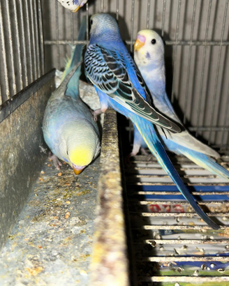 Pappagalli cocoriti pulli ,novelli e adulti