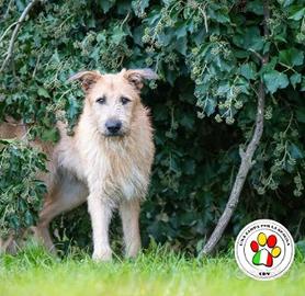 Maschio meticcio - 15 mesi circa