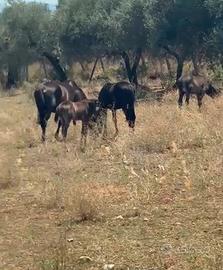 Cavalli romani