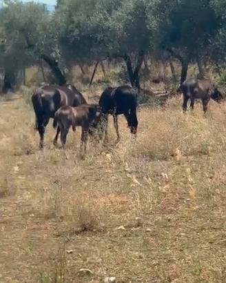 Cavalli romani