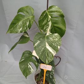 pianta piante Monstera variegata cod.j2 design bio