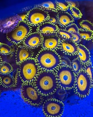 Corallo Acquario Marino