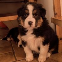 Australian shepherd