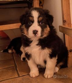 Australian shepherd