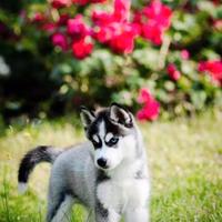 Siberian husky con occhi azzurri/pedigree enci