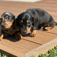 I migliori cuccioli italiani ( bassotti 2 mesi)