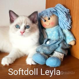 Cucciola Ragdoll bicolor