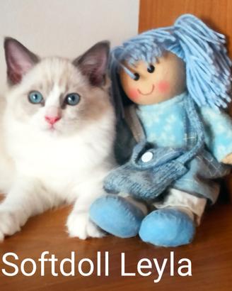 Cucciola Ragdoll bicolor